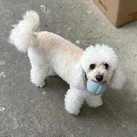 Rosemarin Orange Koper