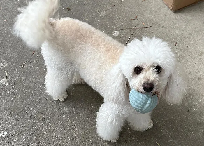 Rosemarin Orange كوبر